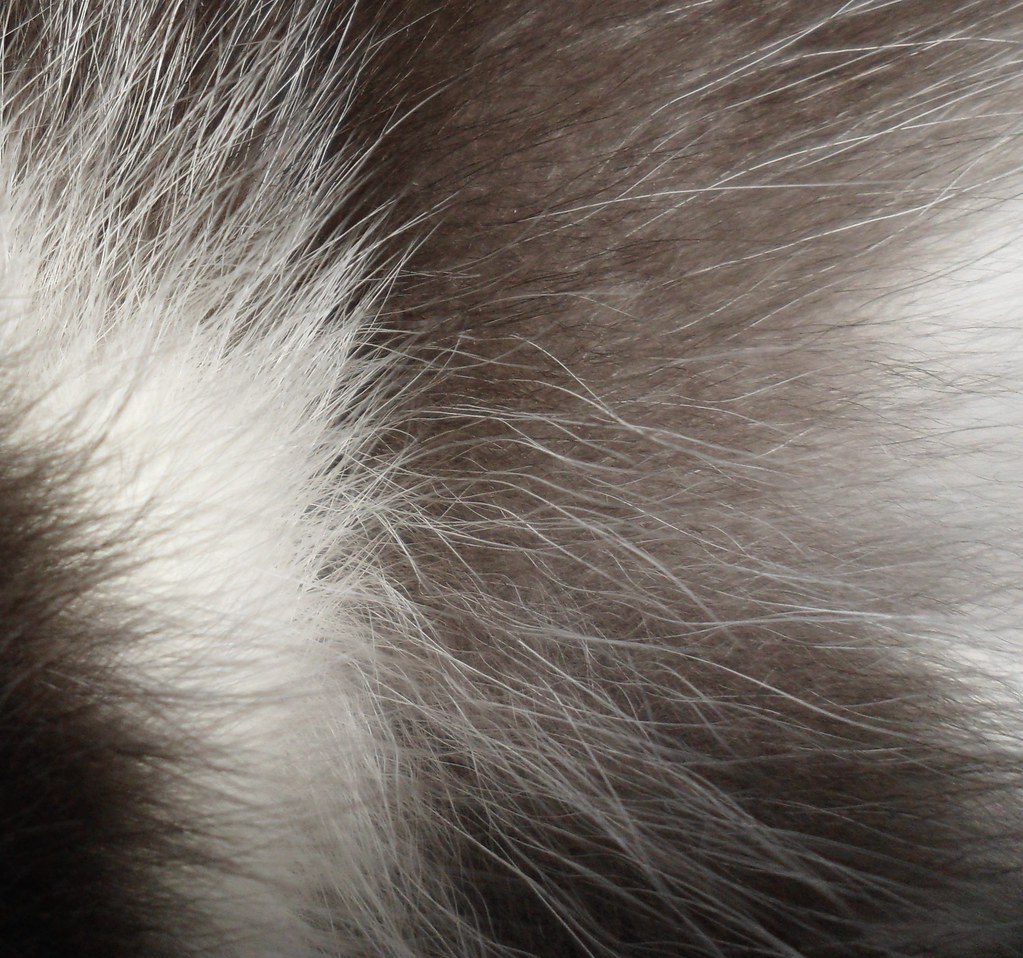 cat my cat hair so soft sarah ellis Flickr