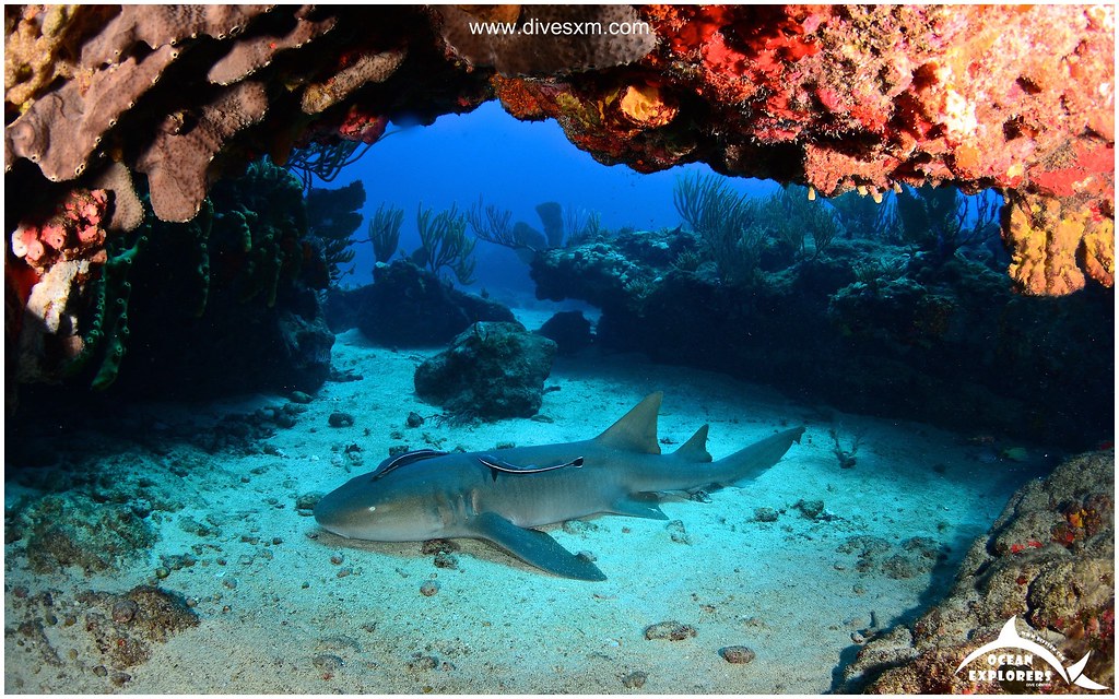 Scuba Diving in Sint Maarten / Saint Martin with Ocean Exp… Flickr