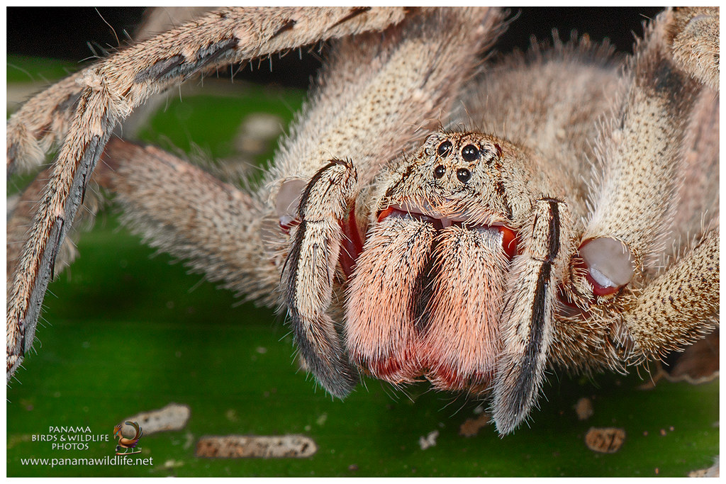 Brazilian Wandering Spider, Armed Spider or Banana Spider … Flickr