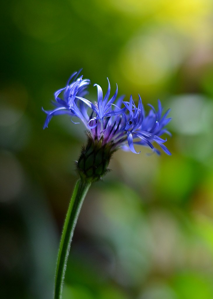 Summer Flowers Victoria Booth Flickr