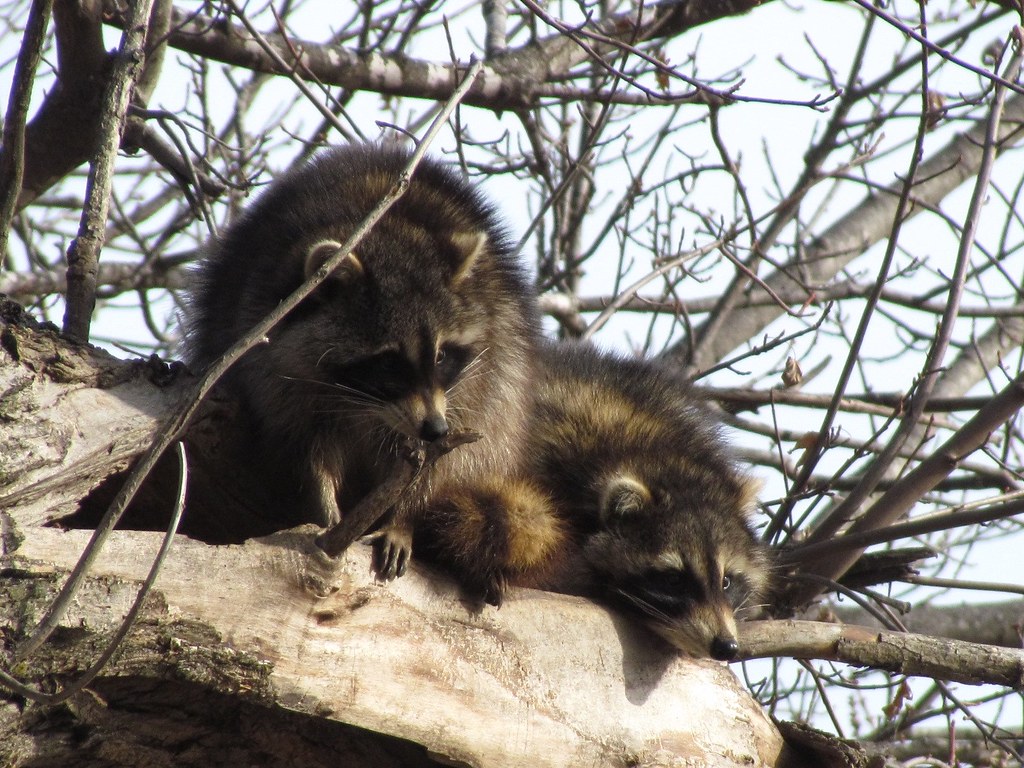 raccoons playing Young raccoons at Squaw Creek Nancy Calltharp Flickr