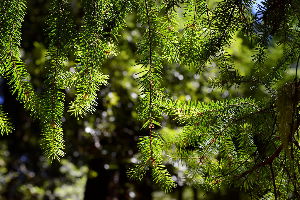 El Corte Madera Creek OSP Hike on the Tafoni and Fir trail… Flickr