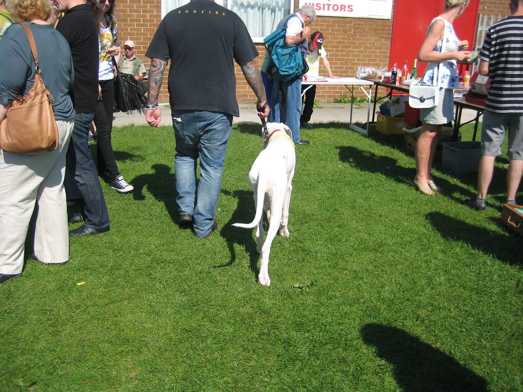 Save Our Strays Dog Show Redcar Rugby Club 26 August 2013 Flickr
