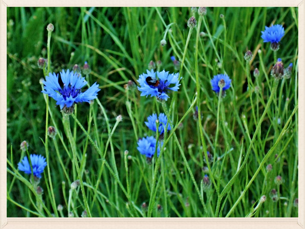 Cornflowers, Pfaffendorff, Germany We never get cornflower… Flickr
