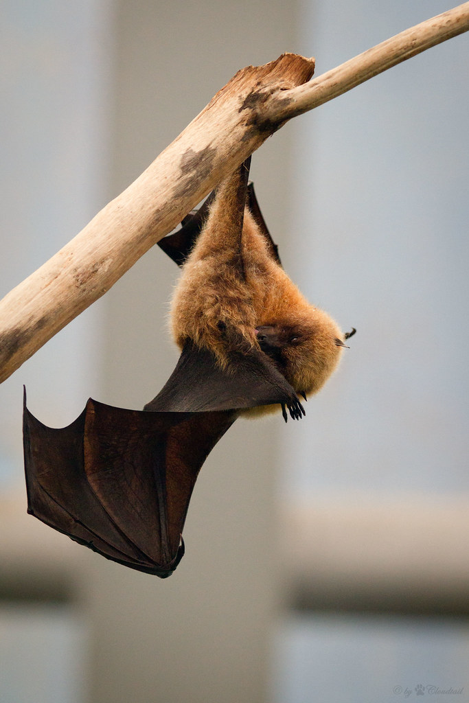 fruit bat The second picture from the fruit bat hanging on… Flickr