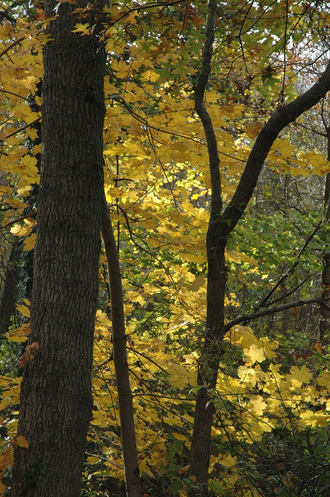 Silence of Heritage Park, Allentown, NJ 030 HeronThere Flickr