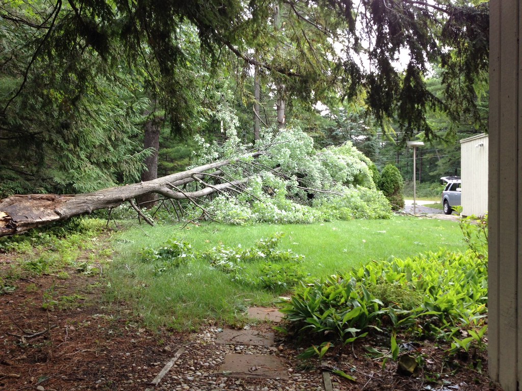 Downed Tree Downed tree. Photo by Doug Landis, MSU Departm… Flickr