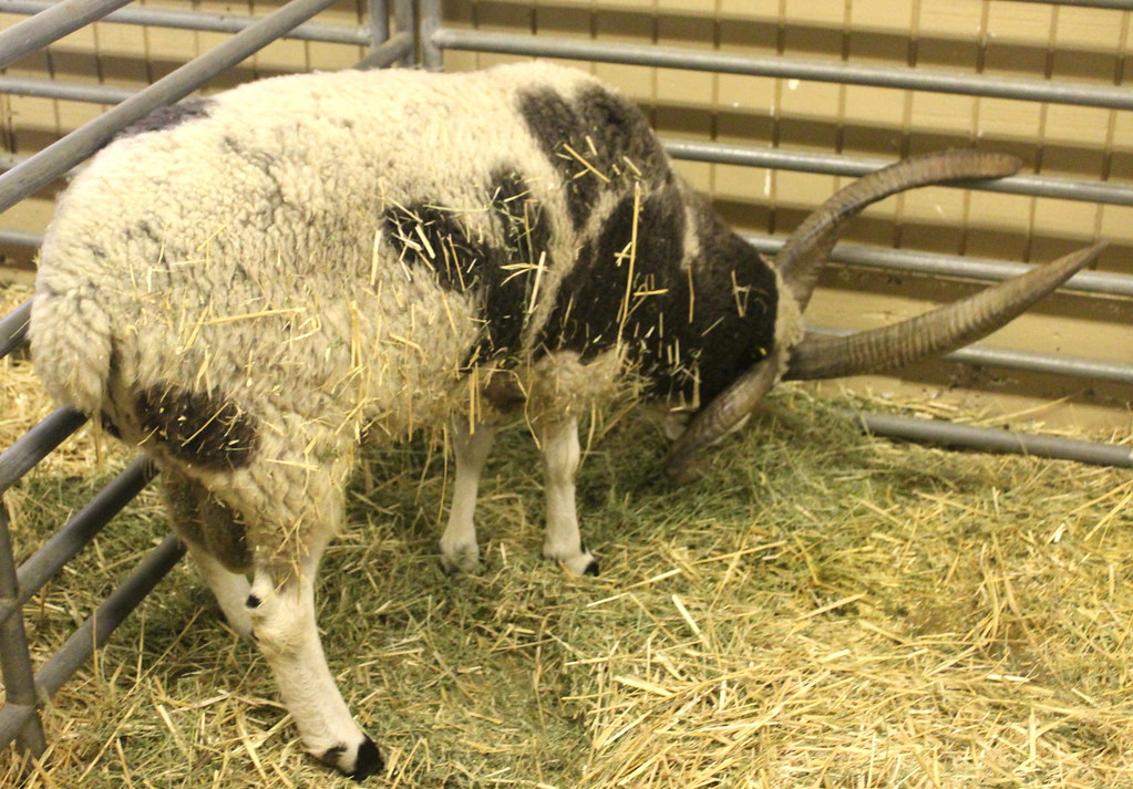 LivestockOrange County FairCosta and Get I… Flickr