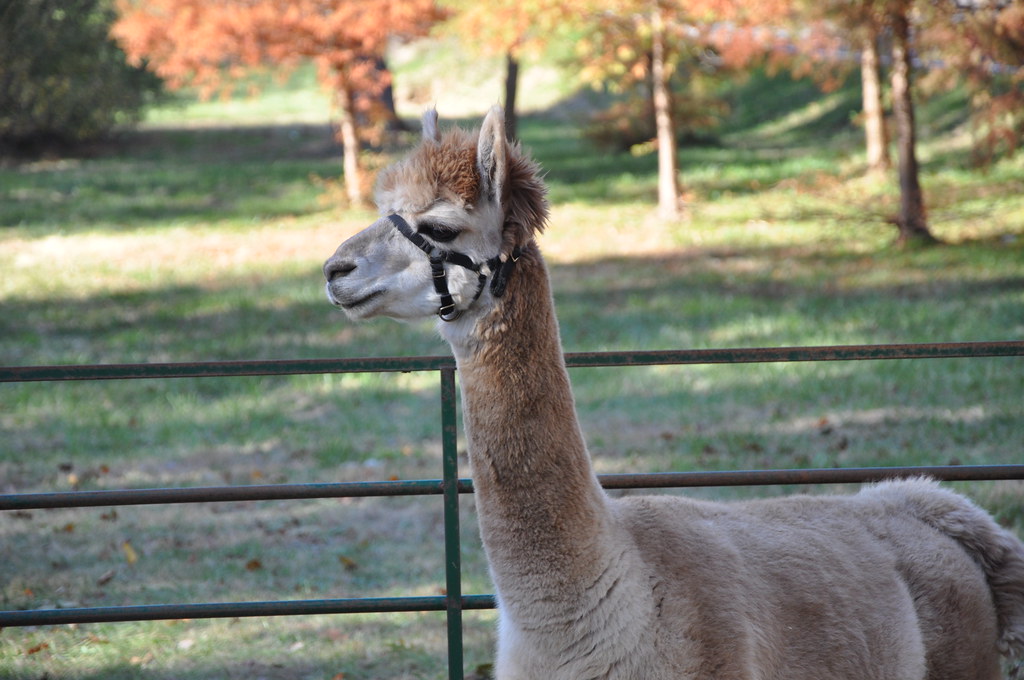 Alpacas NY to VA Flickr