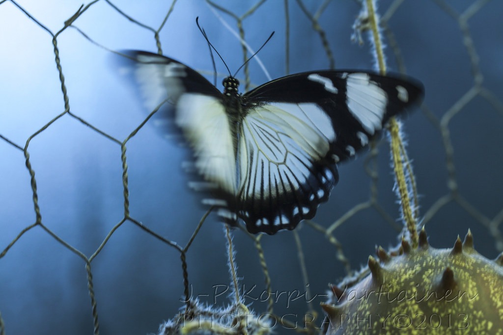 EPS_1311_BOTANIAN181 The botanical garden called Botania … Flickr