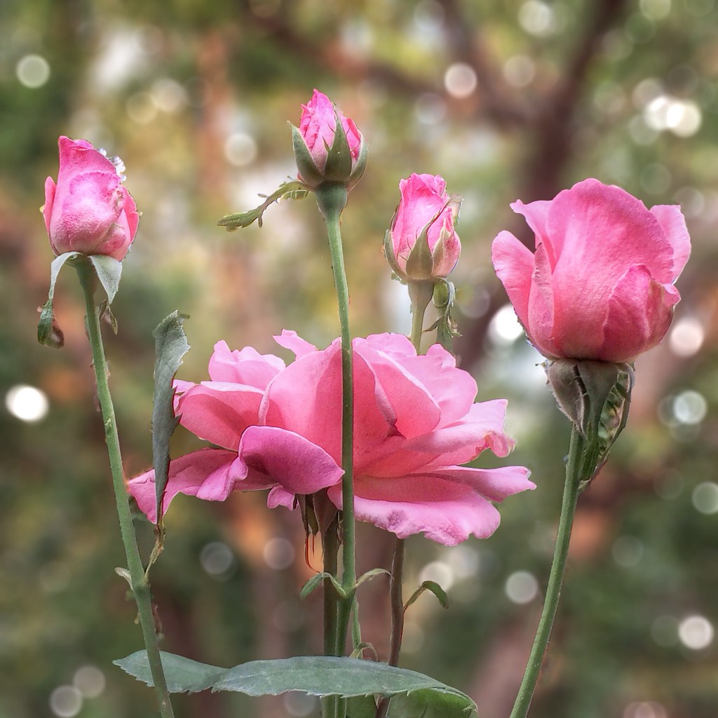A Bunch Of Pink Roses 20140119 All stages of pink rose f… Flickr