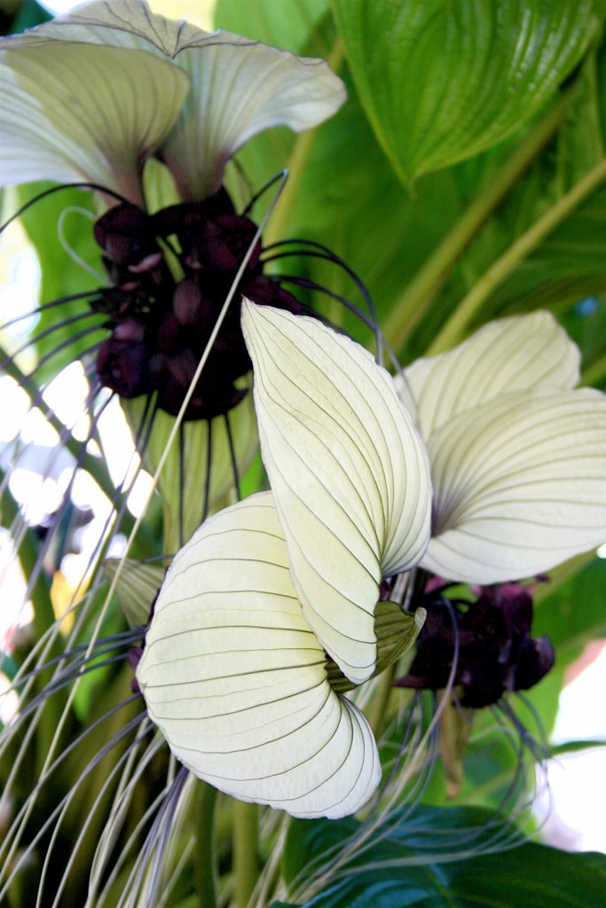 White and black flowers, Mount Dora Plant Festival Flickr
