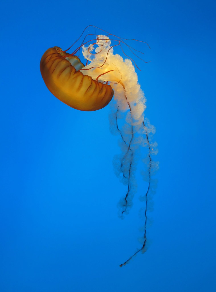 Jellyfishing Miranda Granche Flickr