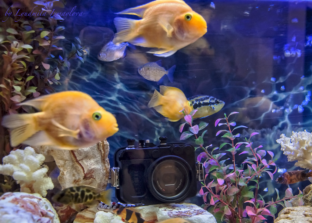 waterproof camera at booth Sony seen aquariums with fish, … Flickr