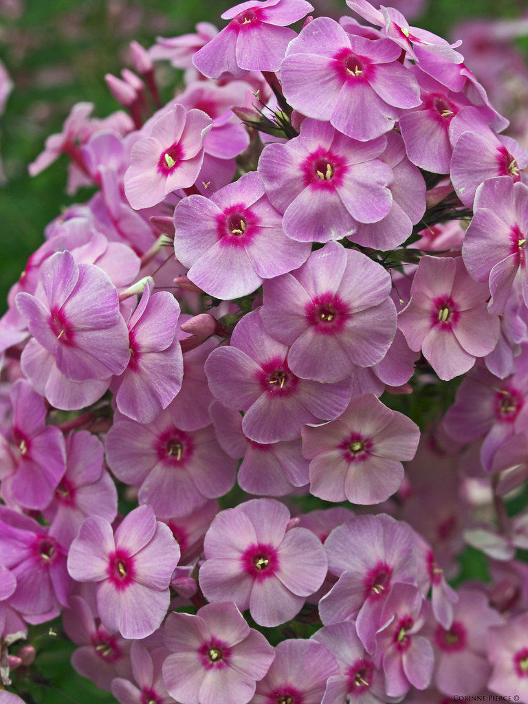 Flowers Tower Hill CPierce25 Flickr