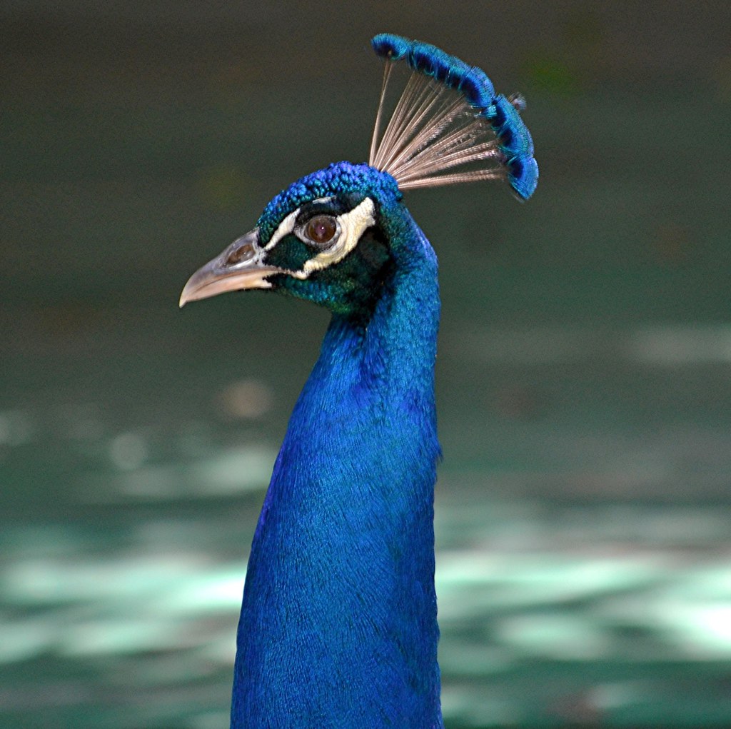 Peacock standing proudly in dappled morning light Peacocks… Flickr