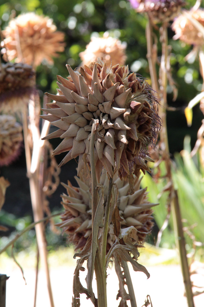 Madrid Artichoke Heads Dried artichokes flower heads in th… Flickr