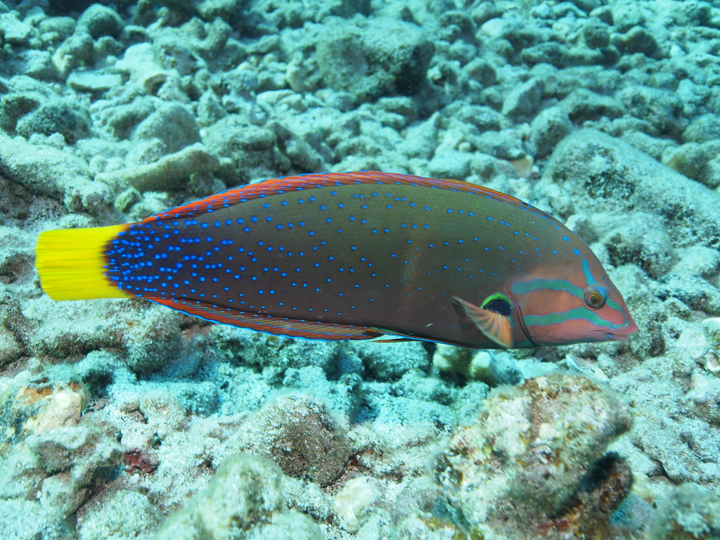 dotted fish Photo credit Underwater Hawaii photographer Kathy Chen Flickr