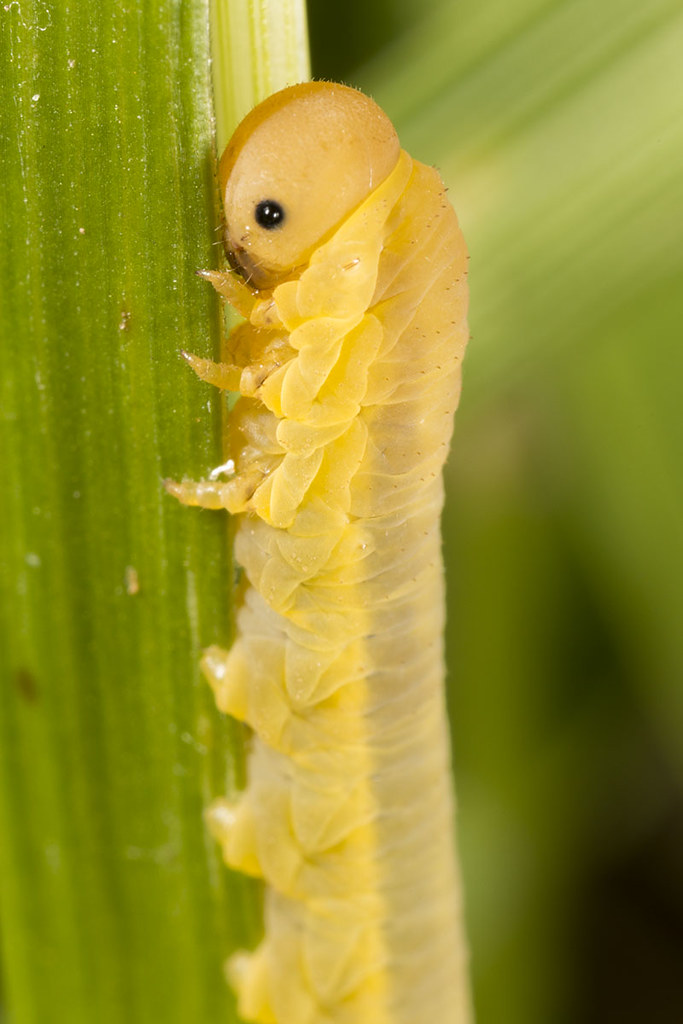 0536_yellow caterpillar small yellow caterpillar grabbed a… Flickr