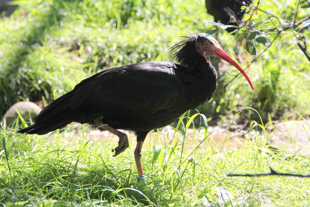 IMG_8763 Bradley Lambert Flickr