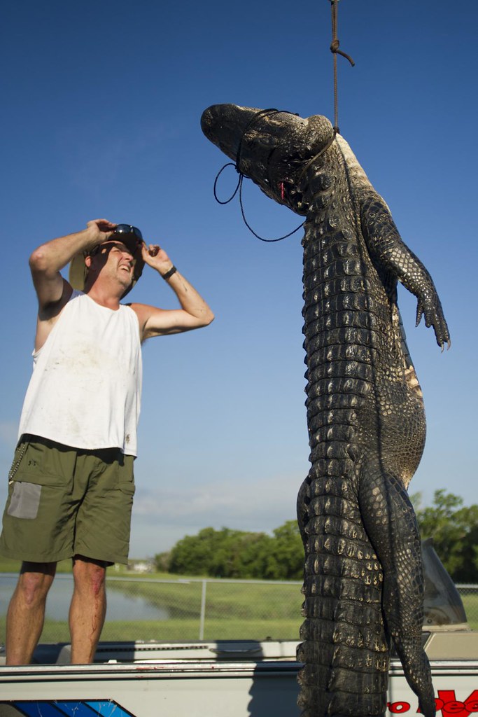 ALLIGATORHUNT_4412 Alligator hunting at the J. D. Murphre… Flickr