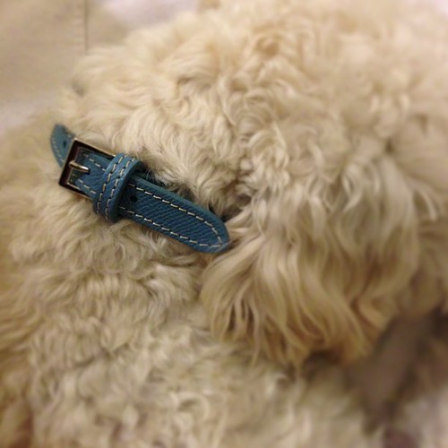 Liam's new Collar from Barney's New York. Saving up for Bo… Flickr