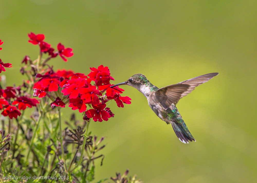 1_K9A2975Edit Hummingbird on Verbena Plant Hazel Erikson Flickr