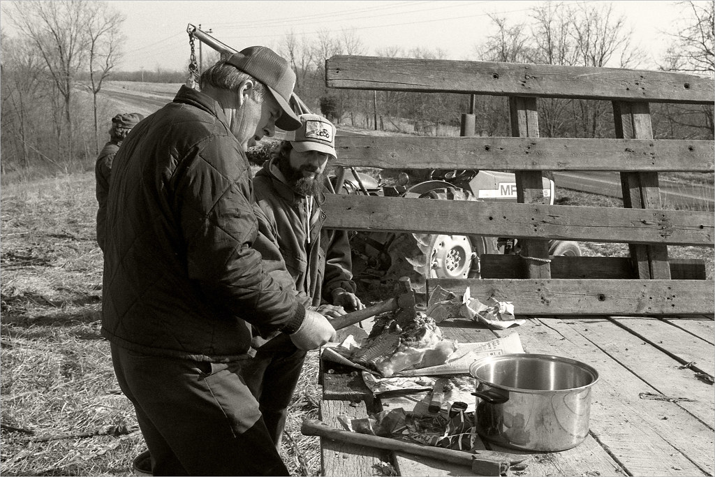 Hogkilling 6 Hogkilling at the Gribbins farm in northeas… Flickr