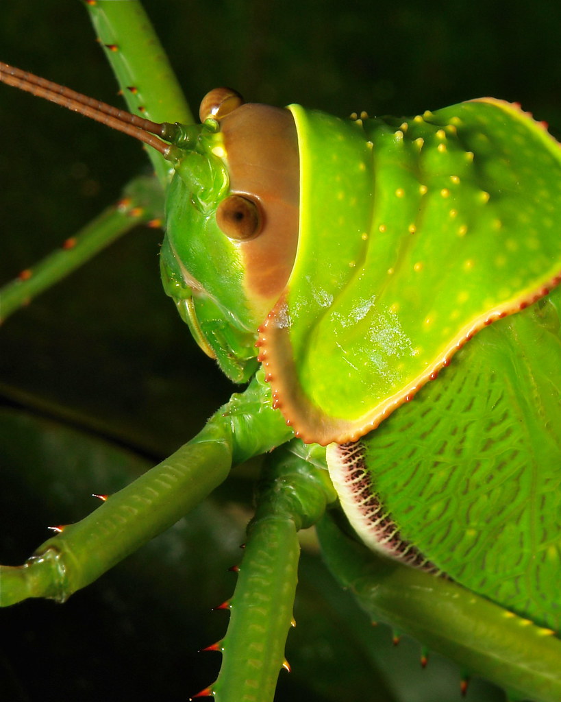 Giant False Leaf Katydid (Pseudophyllus titan, Pseudophyll… Flickr