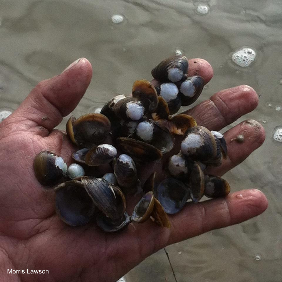 Dead Mussels The shells of dead mussels found in the Dan R… Flickr