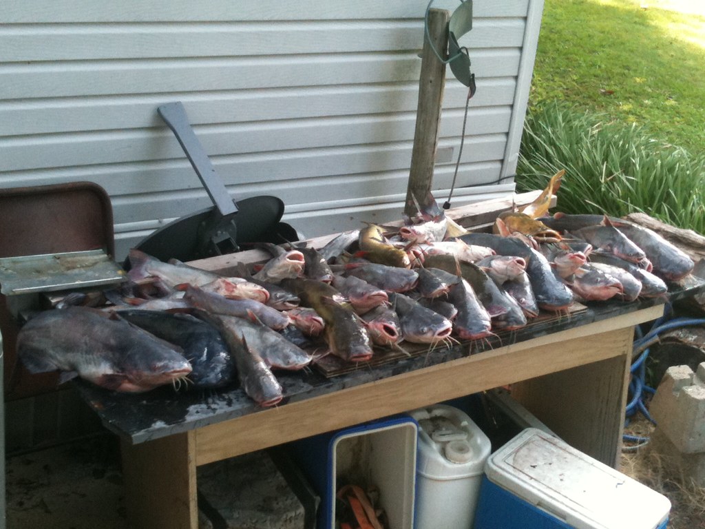 Redneck's Catfish Bait Soap Testimonial Catfish caught by … Flickr
