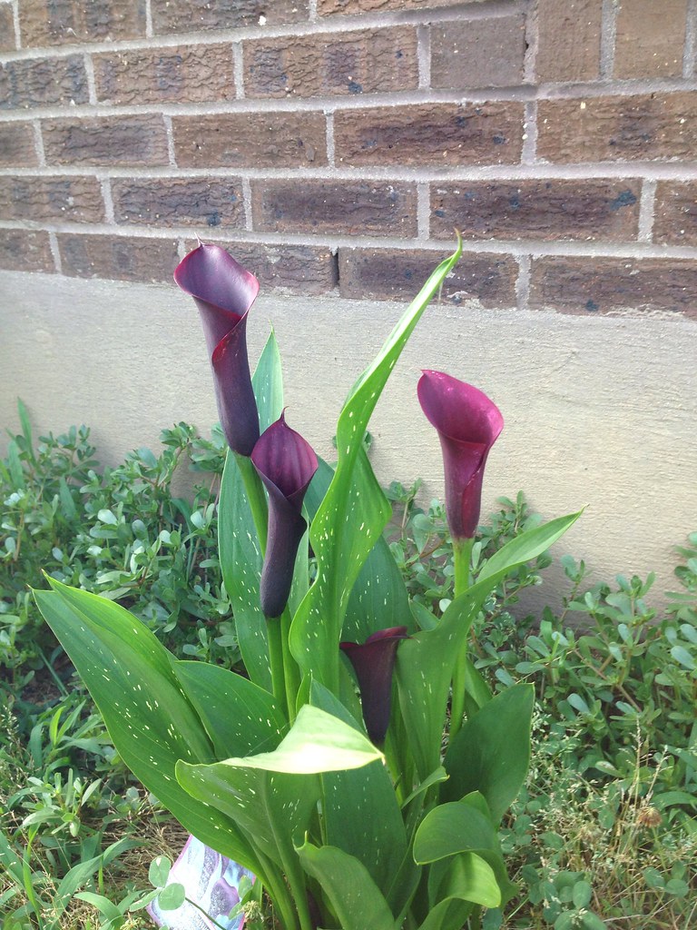 My calla lilies lizzyc816 Flickr