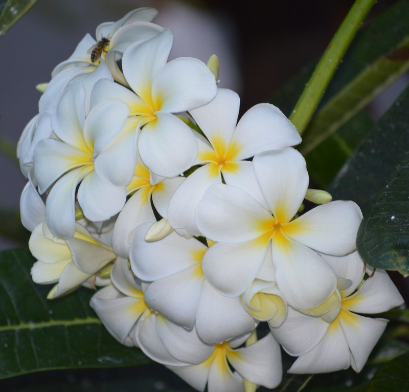 Plants & Flowers, Etc Flickr