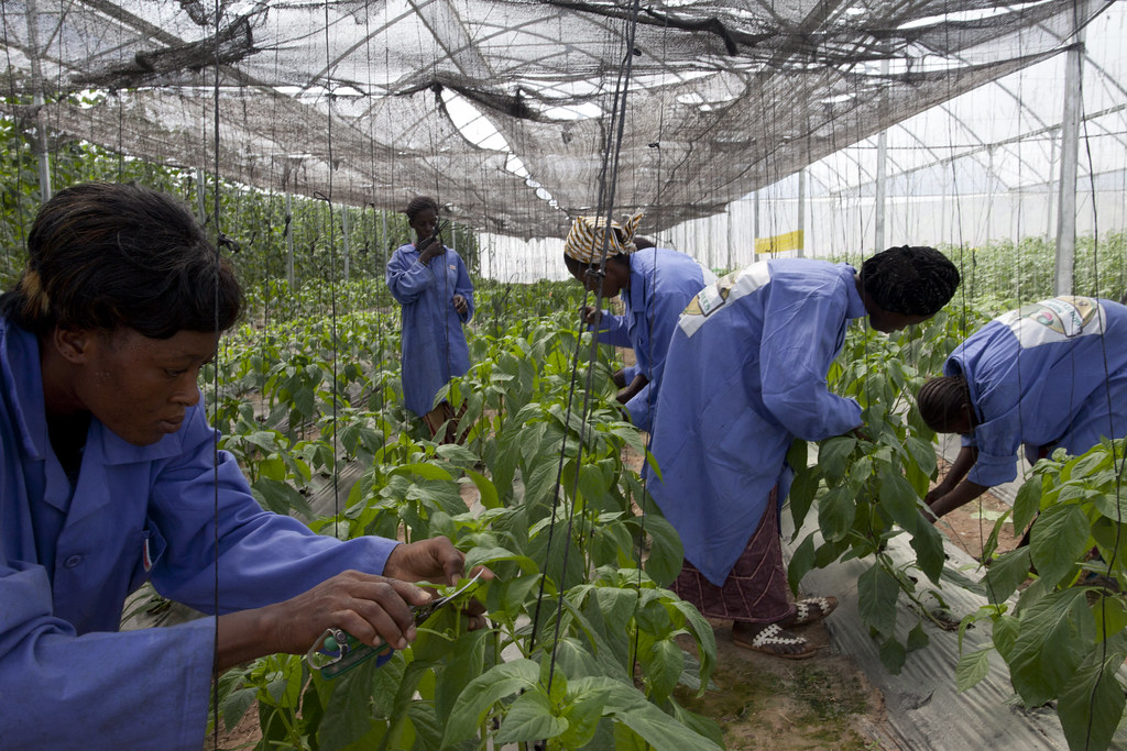 Greenhouse workers a photo on Flickriver