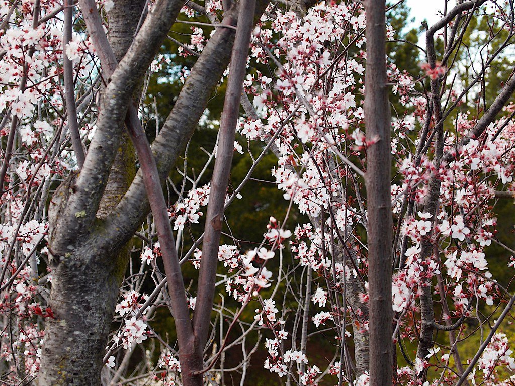 P3054158B plum tree 20130305 Intertwining branches Flickr
