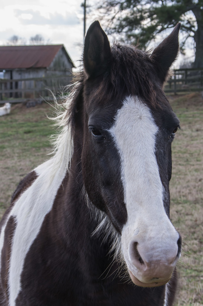 Horse in Mansfield, jwcjr Flickr