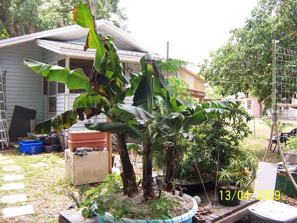 growing bananas in a square foot hydroponic system Flickr