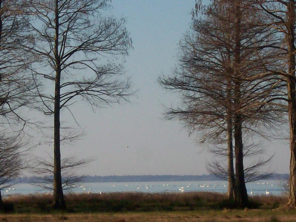 Tundras On Lake Phelps 2 Somerset Place, Creswell NC Flickr
