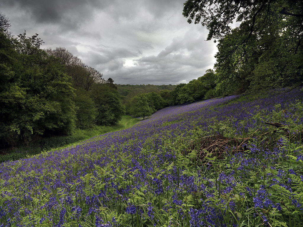 Bluebell Glade peter spencer Flickr