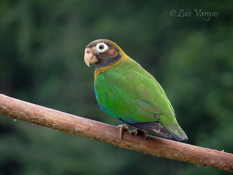 Brownhooded Parrot / Pyrilia haematotis photo call and song