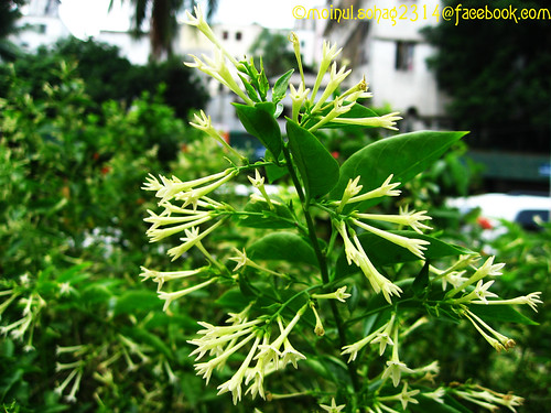 Nightblooming jasmine ; In Bengali হাসনাহেনা Cestrum noct… Flickr