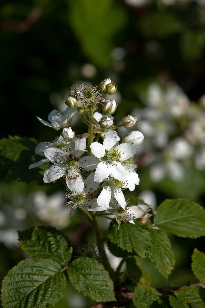 Blackberry Blossoms The Blackberries are finally on their … Rhyno K