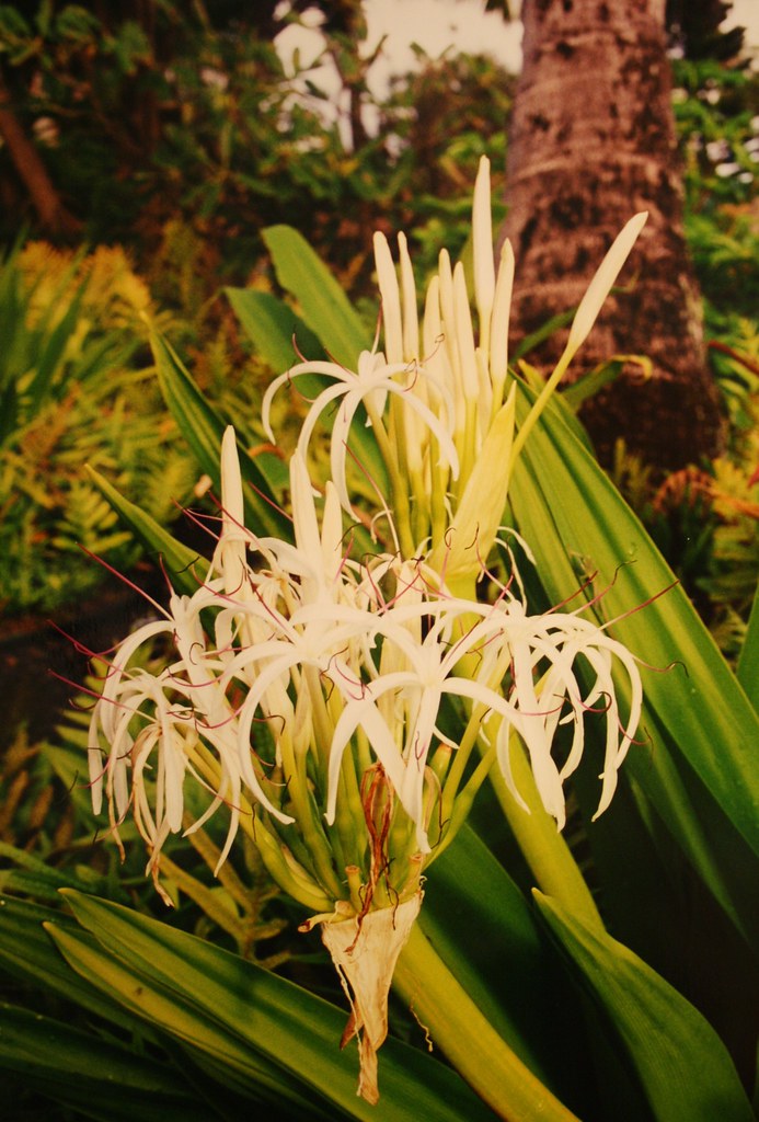 Kauai Kapa'a Resort Flowers Kauai; digital copy of print.… Flickr