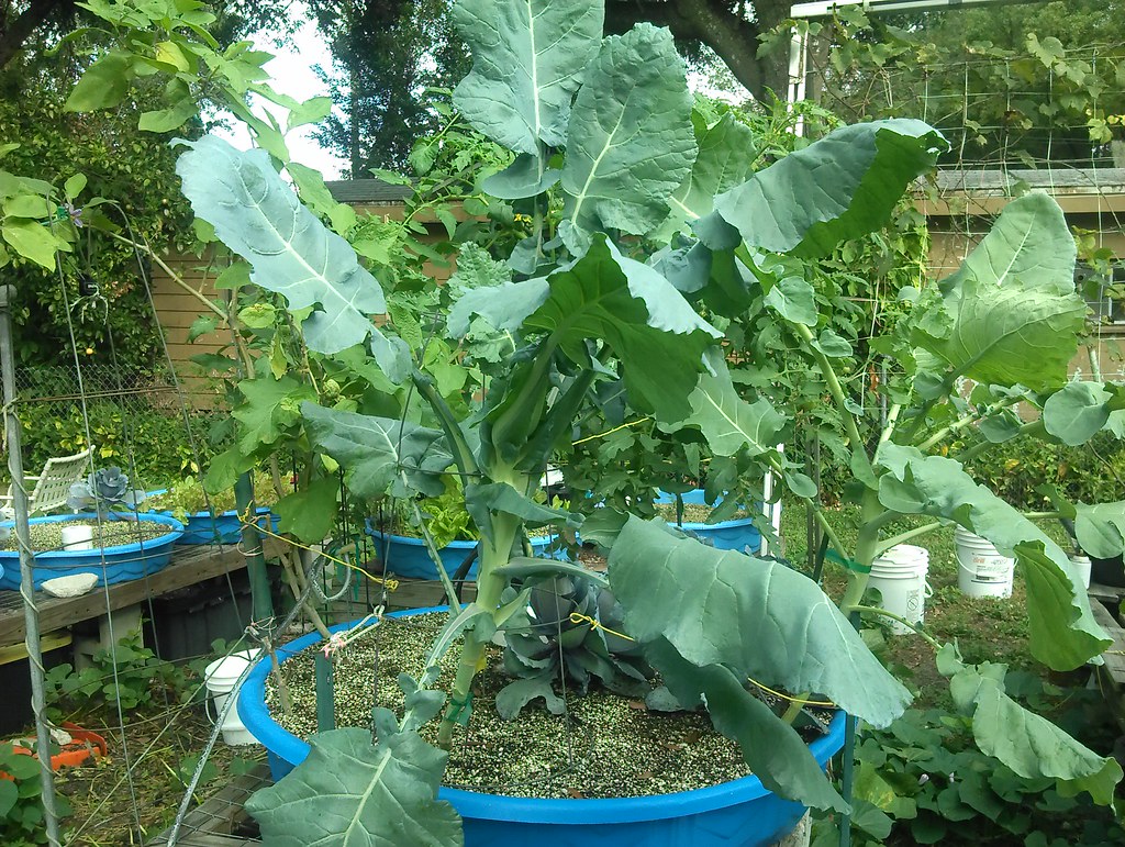 Hydroponic Italian broccoli & Square foot hydroponic garde… Flickr