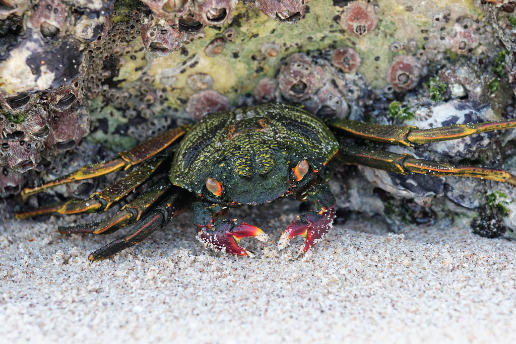 Green Crab A green crab trying to hide from the photograph… hl_1001 Flickr