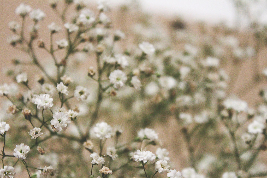 Baby's Breath Flowers From Emily and Jamie's wedding. Flickr