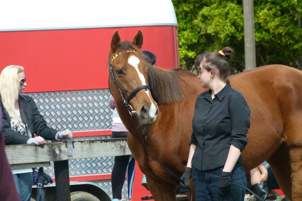 Equine Trader Vetpro Photo of the Week Erin Carson Flickr