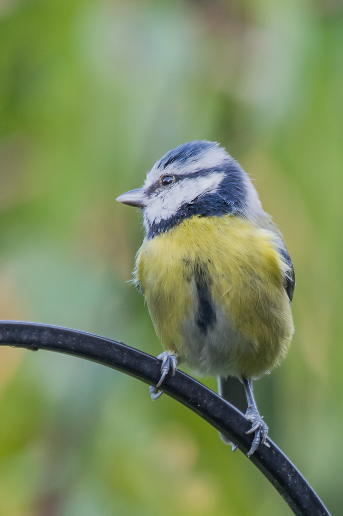Bluey7306 Please see Garden Birds sethttp//flic.kr/s/aHs… Flickr
