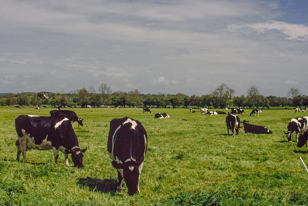 Cows Grazing the Water Meadows Dorchester Dorset Flickr