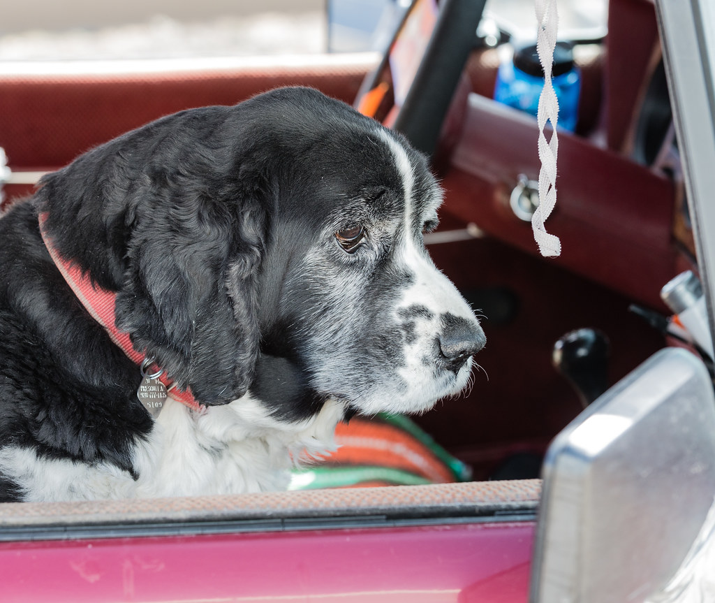 Old Dog Looking as Self in Mirror This wonderful old dog s… Flickr